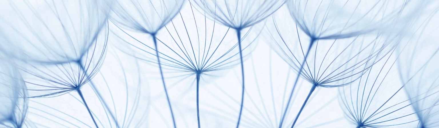 Close up of dandelion seed heads