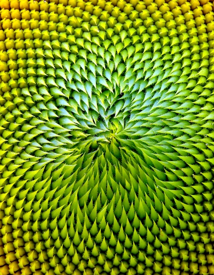 Macro photo of geometric centre of sunflower. 